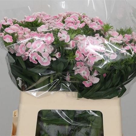 Sweet Williams Pink Lindo Breanthus