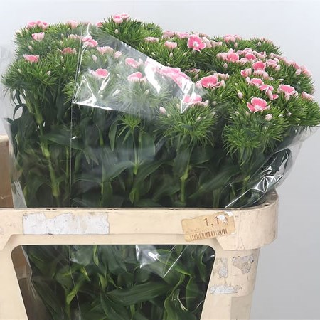 Sweet Williams Pink Lindo Breanthus