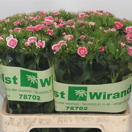 Sweet Williams Pink/White Extra