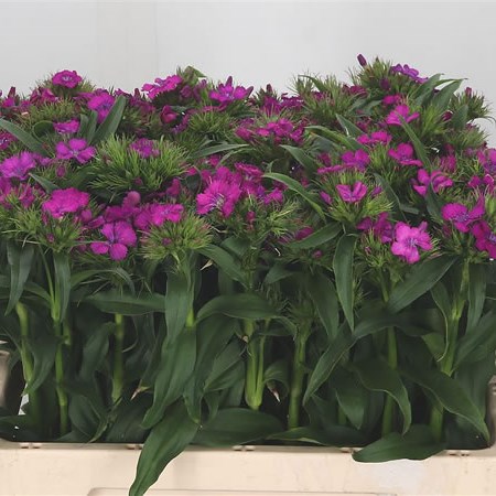 Sweet Williams Purple