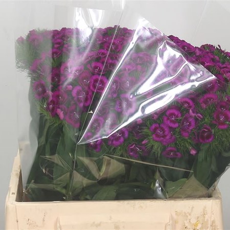 Sweet Williams Purple Elmo