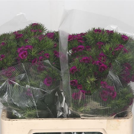 Sweet Williams Purple Elmo