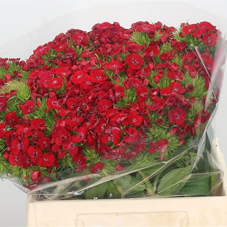 Sweet Williams Red Galahad