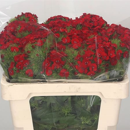 Sweet Williams Red Galahad