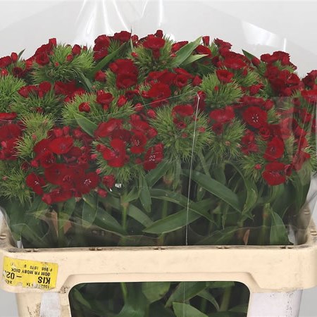 Sweet Williams Red Galahad
