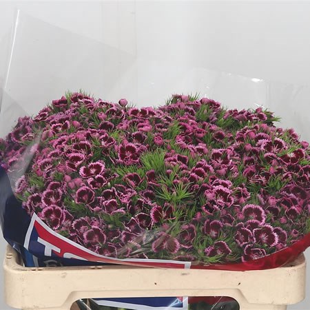 Sweet Williams Violet Fantasy