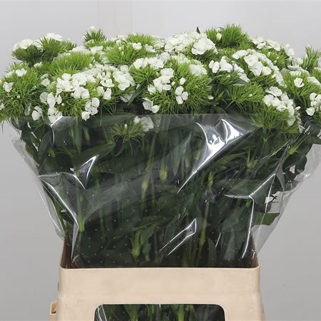 Sweet Williams White