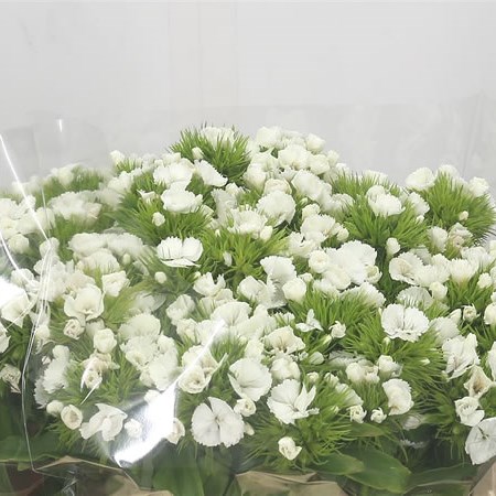 Sweet Williams White Morholt