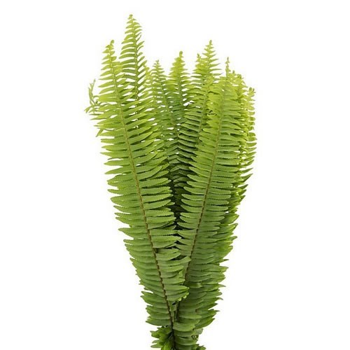Swordfern