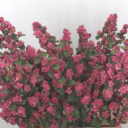 Symphoricarpos Magic Temptation