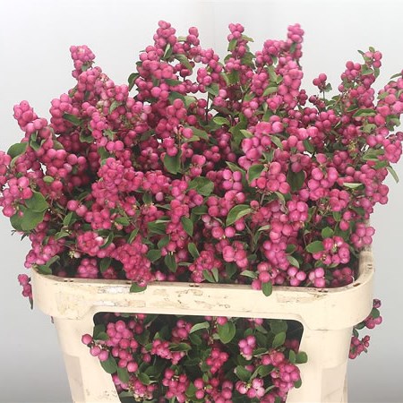 Symphoricarpos Magic Temptation