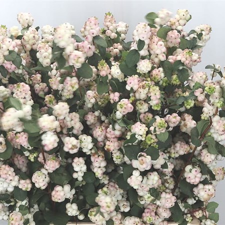 Symphoricarpos Magical Autumn Blush