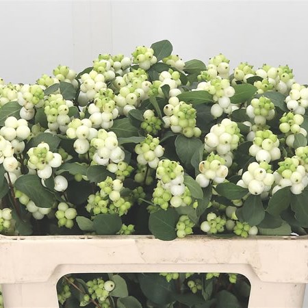 Symphoricarpos Magical Avalanche
