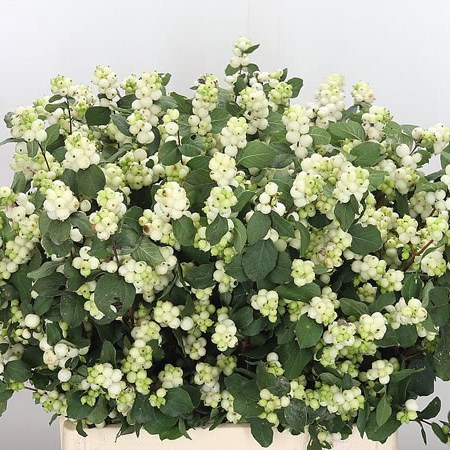 Symphoricarpos Magical Avalanche