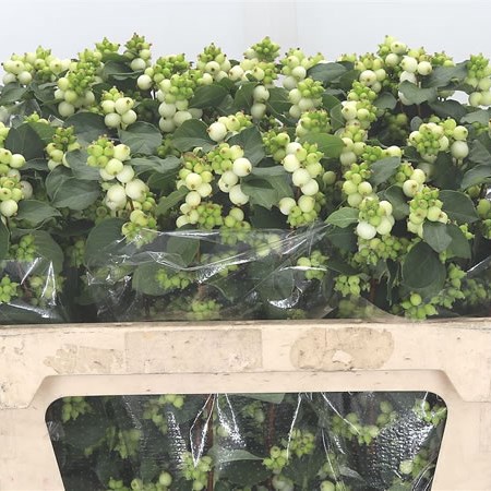 Symphoricarpos Magical Avalanche