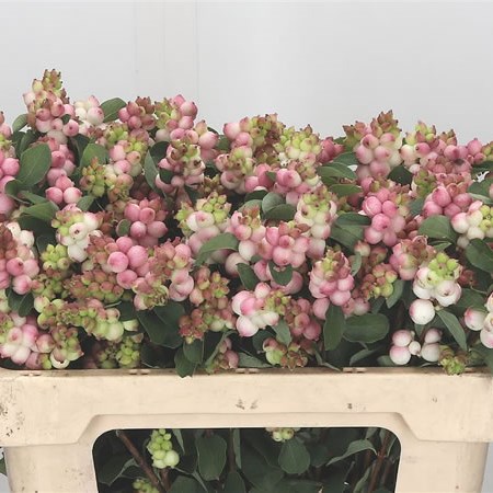Symphoricarpos Magical Joy