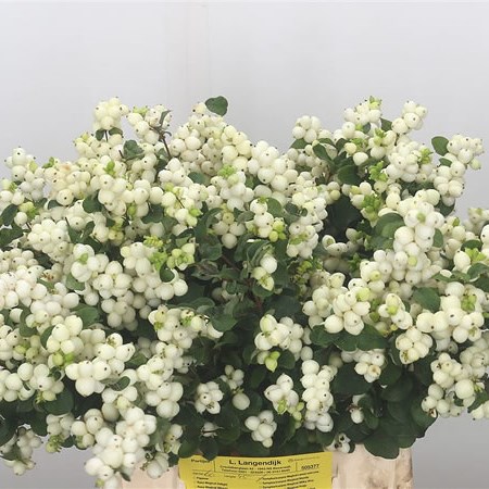 Symphoricarpos Magical Lemon Lime