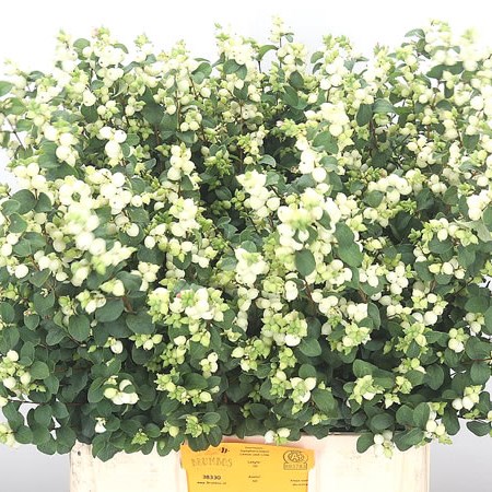 Symphoricarpos Magical Lemon Lime