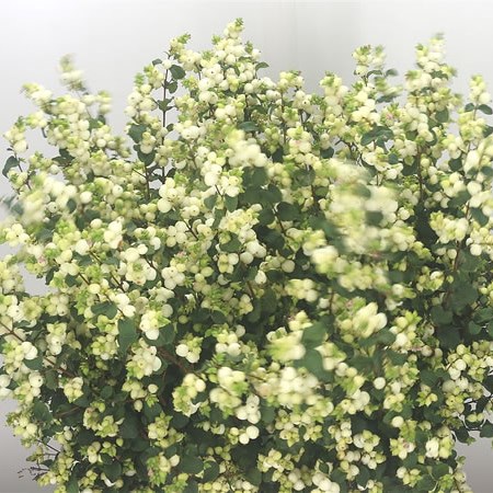 Symphoricarpos Magical Lemon Lime
