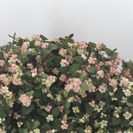 Symphoricarpos Magical Mandy