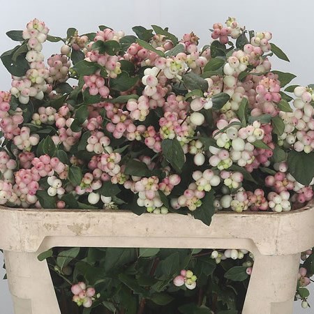 Symphoricarpos Magical Mandy