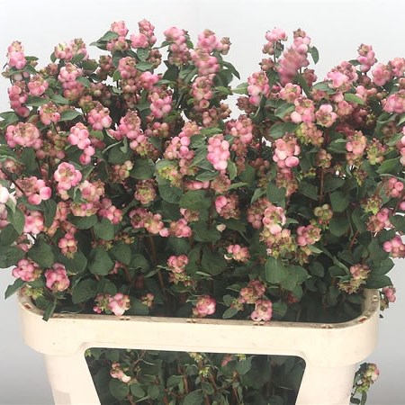 Symphoricarpos Magical Melody