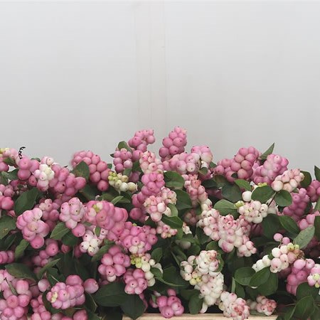 Symphoricarpos Magical Pride