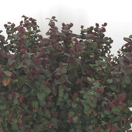 Symphoricarpos Magical Purple