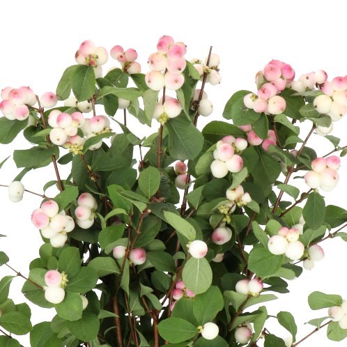 Symphoricarpos Magical Red Riding Hood