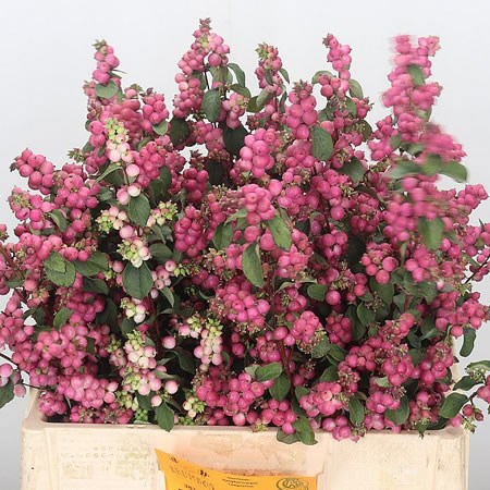 Symphoricarpos Magical Temptation
