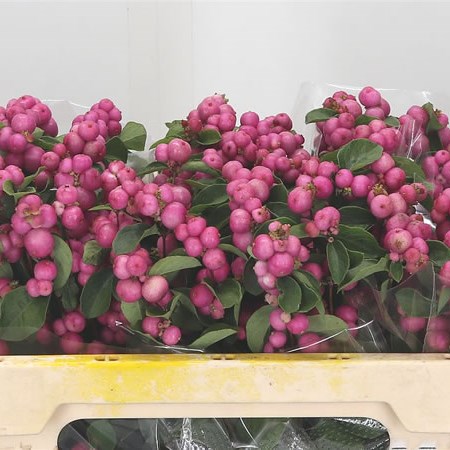 Symphoricarpos Magical Treasure