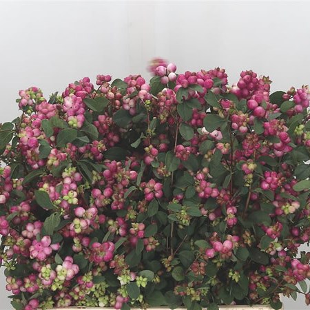 Symphoricarpos Magical Treasure