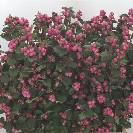 Symphoricarpos Magical Treasure