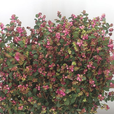 Symphoricarpos Magical Treasure