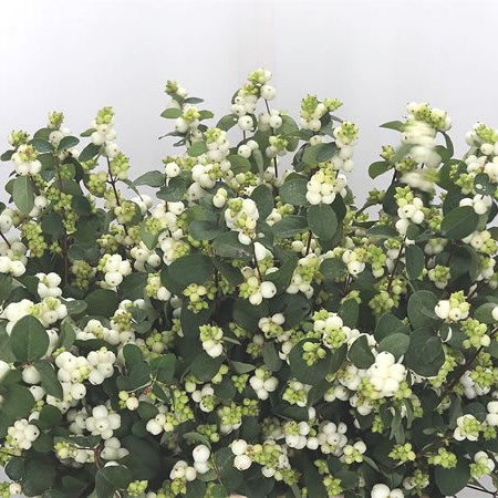Symphoricarpos Magical White Dream