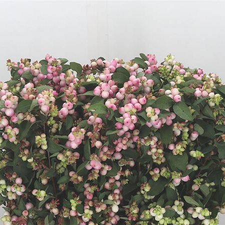 Symphoricarpos Pink Fantasy