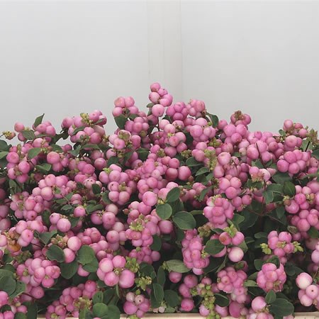 Symphoricarpos Sofie
