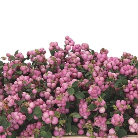 Symphoricarpos Sofie
