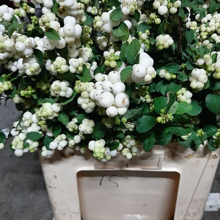 Symphoricarpos White Giant