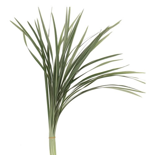 T-GRASS VARIEGATED (CHINA GRASS)