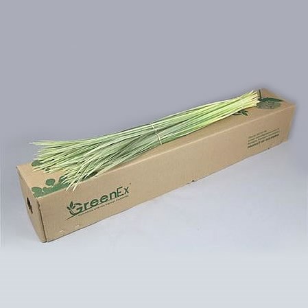 T-Grass Variegated (China Grass)