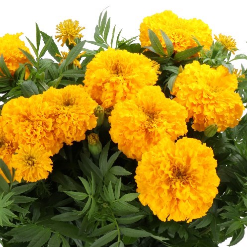 TAGETES COCO YELLOW (MARIGOLDS)