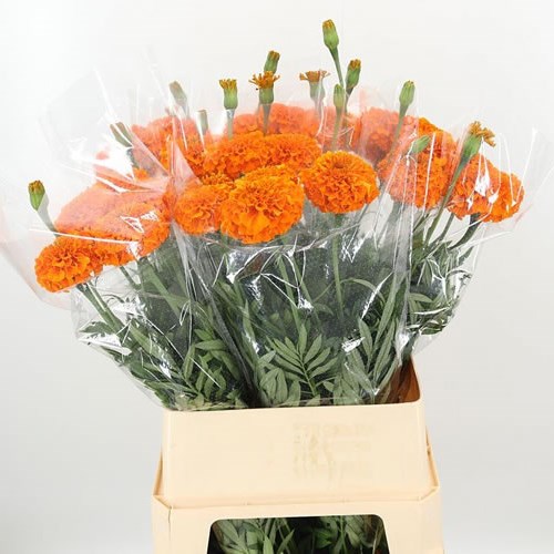 TAGETES FANTASTIC (MARIGOLDS)