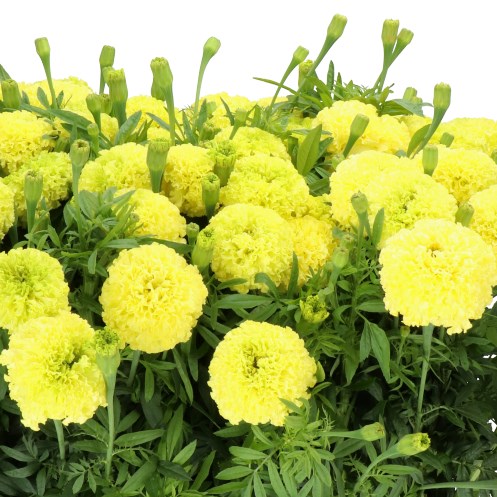 TAGETES (MARIGOLDS) NOSENTO LIMEGREEN
