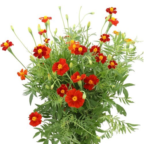 TAGETES (MARIGOLDS) PATULA BURNING EMBERS