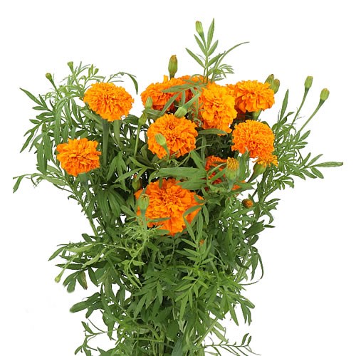 TAGETES ORANGE PROMISE (MARIGOLDS)