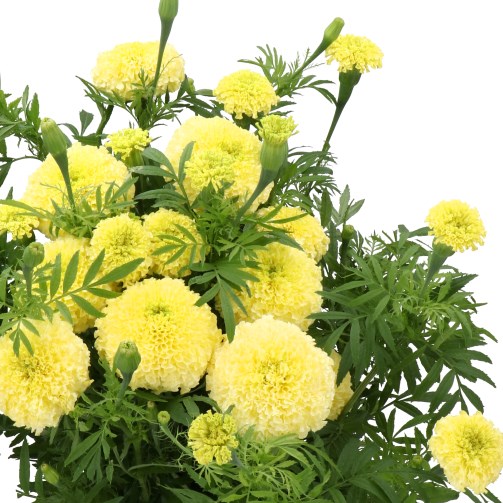 TAGETES WHITE SWAN (MARIGOLDS)