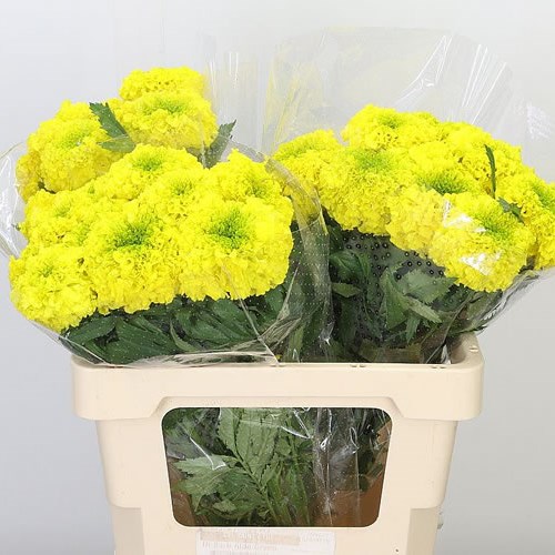 TAGETES YELLOW PROMISE (MARIGOLDS)