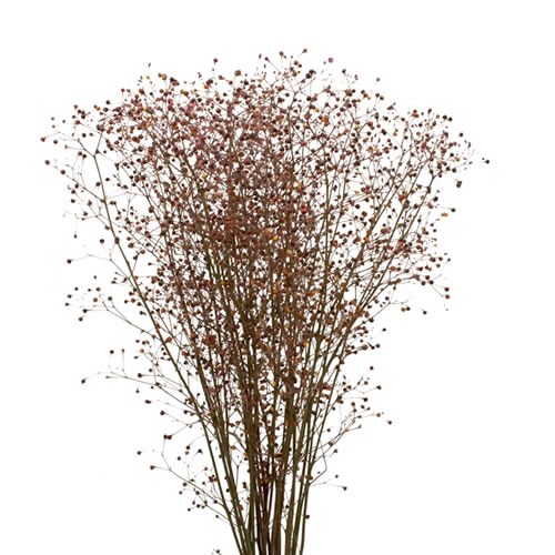 TALINUM PANICULATUM LONG JOHN