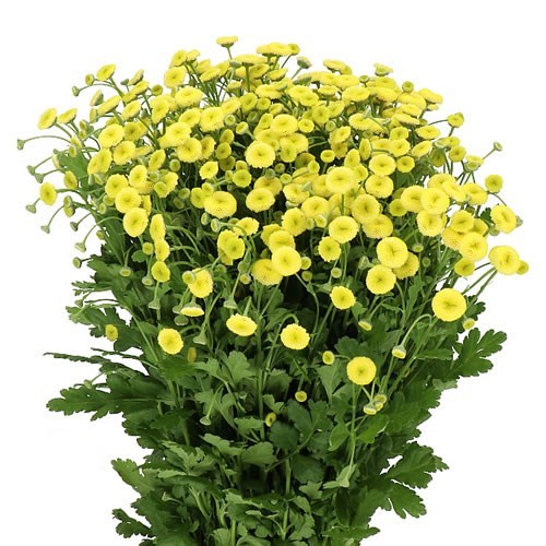 TANACETUM AMAZONE